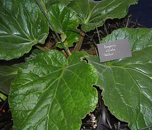 Bergenia ciliata 'Wilton'