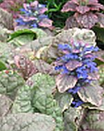 Ajuga repens Burgundy Glow