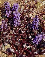 Ajuga reptans Braun Herz