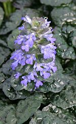 Ajuga pyramidalis Metallica Crispa