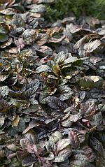 Ajuga reptans Rainbow
