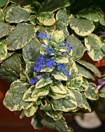 Ajuga reptans Variegata