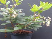 Arbutus menziesii