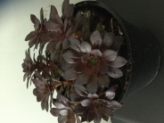 Aeonium Tip Top