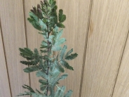 Acacia baileyana purpurea