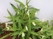 Roscoea Monique