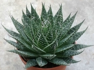 Aloe aristata