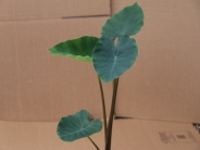 Colocasia Escalanta burgundy