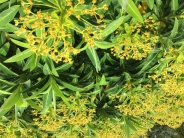 euphorbia x pasteuri John Phillips