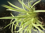 Agapanthus 'Golden Drop'
