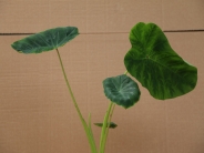 Colocasia Gaoligongensis
