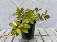 Ardisia japonica Houkan