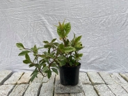 Ardisia japonica Ito Fukurin