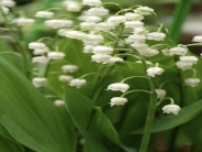 Convallaria majalis AGM
