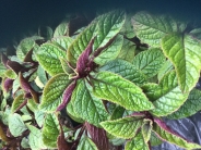 plectranthus ambiguus Nico