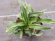 Rohdea japonica 'Talbot Manor'