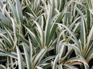Iris japonica 'Variegata' AGM