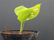 Convallaria majalis golden jubilee