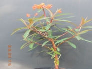 Euphorbia griffithii Fireglow