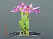 Roscoea cautleyoides AGM