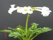 Incarvillea delavayi alba
