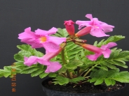 Incarvillea delavayi