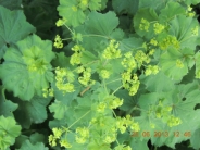 Alchemilla mollis