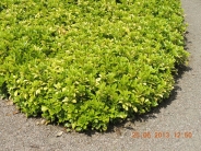 Pachysandra terminalis