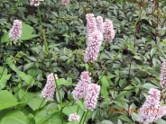 Persicaria bistorta Superba