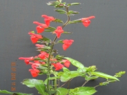 Salvia blepharophylla