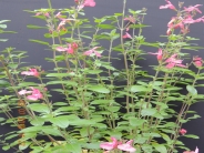 Salvia microphylla Trelawny Rose Pink
