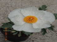 Romneya coulteri White Cloud