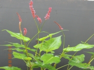 Persicaria amplexicaulis 'JS Caliente'