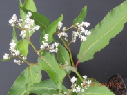 Persicaria alpina (polymorpha)
