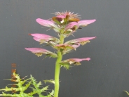 Acanthus spinosus AGM
