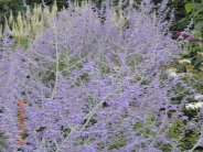 Perovskia Blue Spire