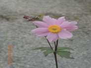 Anemone hyb, Serenade