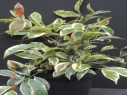 Cleyera Japonica Variegata