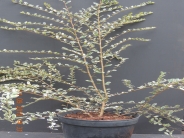Azara microphylla Variegata
