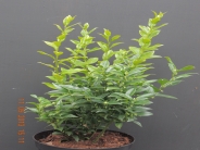 Sarcococca confusa