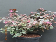 Loropetalum chinese Fire Dance