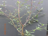 Eucryphia lucida 'Ballerina'
