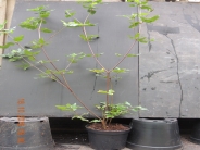 Eucryphia x nymansensis Nymansay