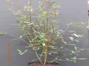 Eucryphia lucida 'Chaplins Variety'