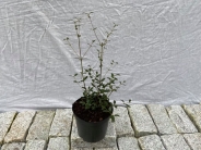 Eucryphia milliganii