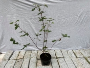 Eucryphia Rostrevor