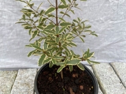 Eucryphia Lucida Variegata