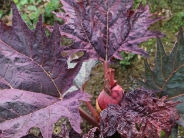 Rheum palmatum 'Saville'