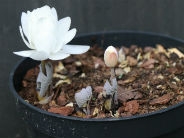 Sanguinaria canadensis f. multiplex ‘Plena’ (d) AGM