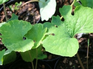 Sanguinaria canadensis